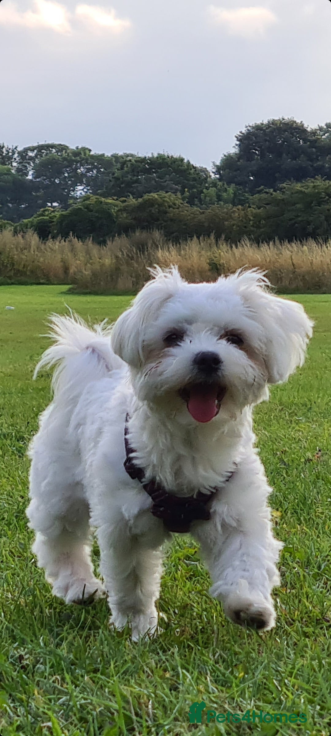 Maltese dogs for stud: KC registered Maltese for Stud duties (Proven) in Doncaster - Advert 3