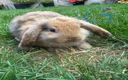 Mini Lop rabbits for sale: Mini Lop Rabbits For Sale  - Image 16