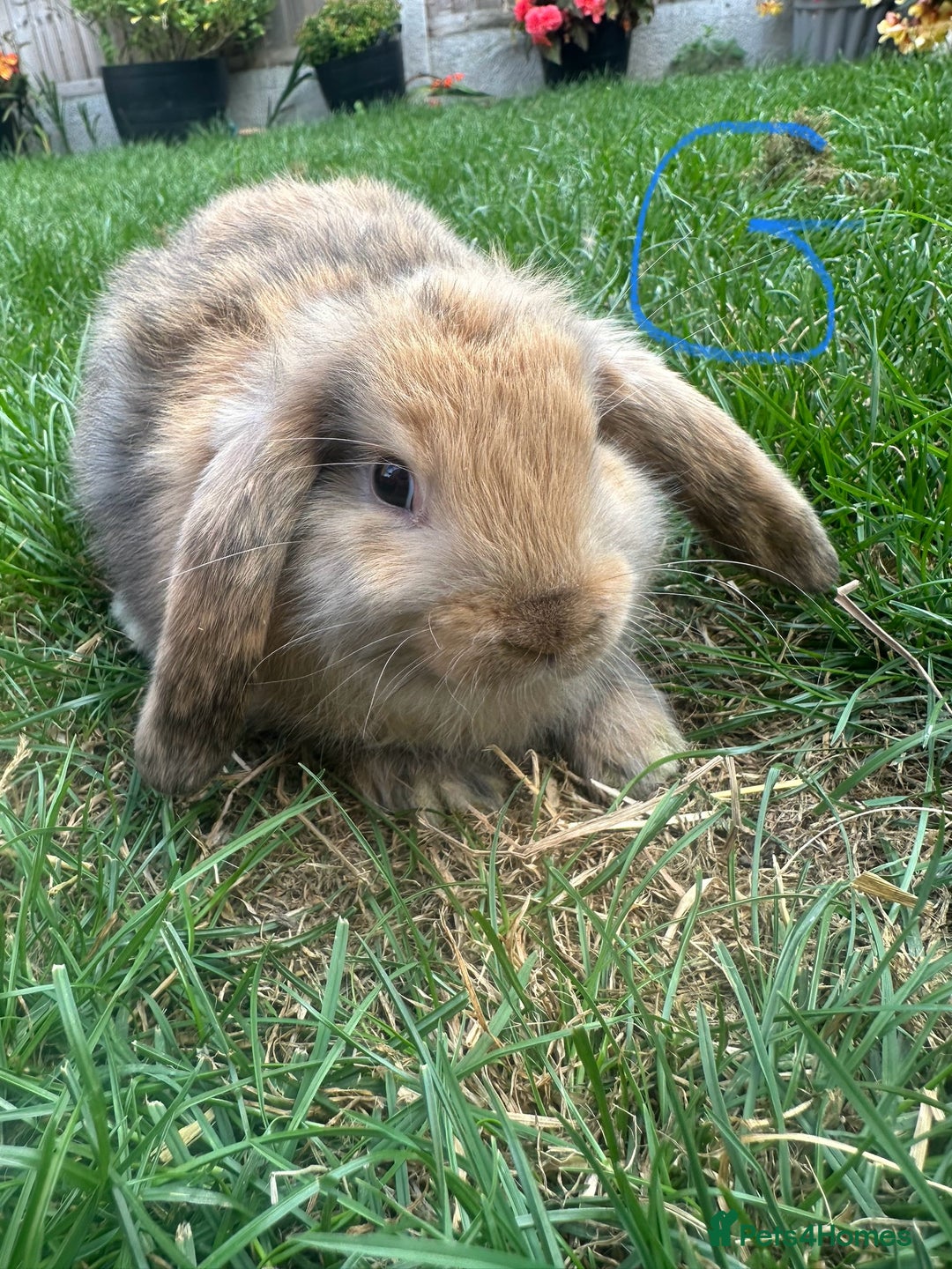 Mini Lop rabbits for sale: Mini Lop Rabbits For Sale  - Image 16