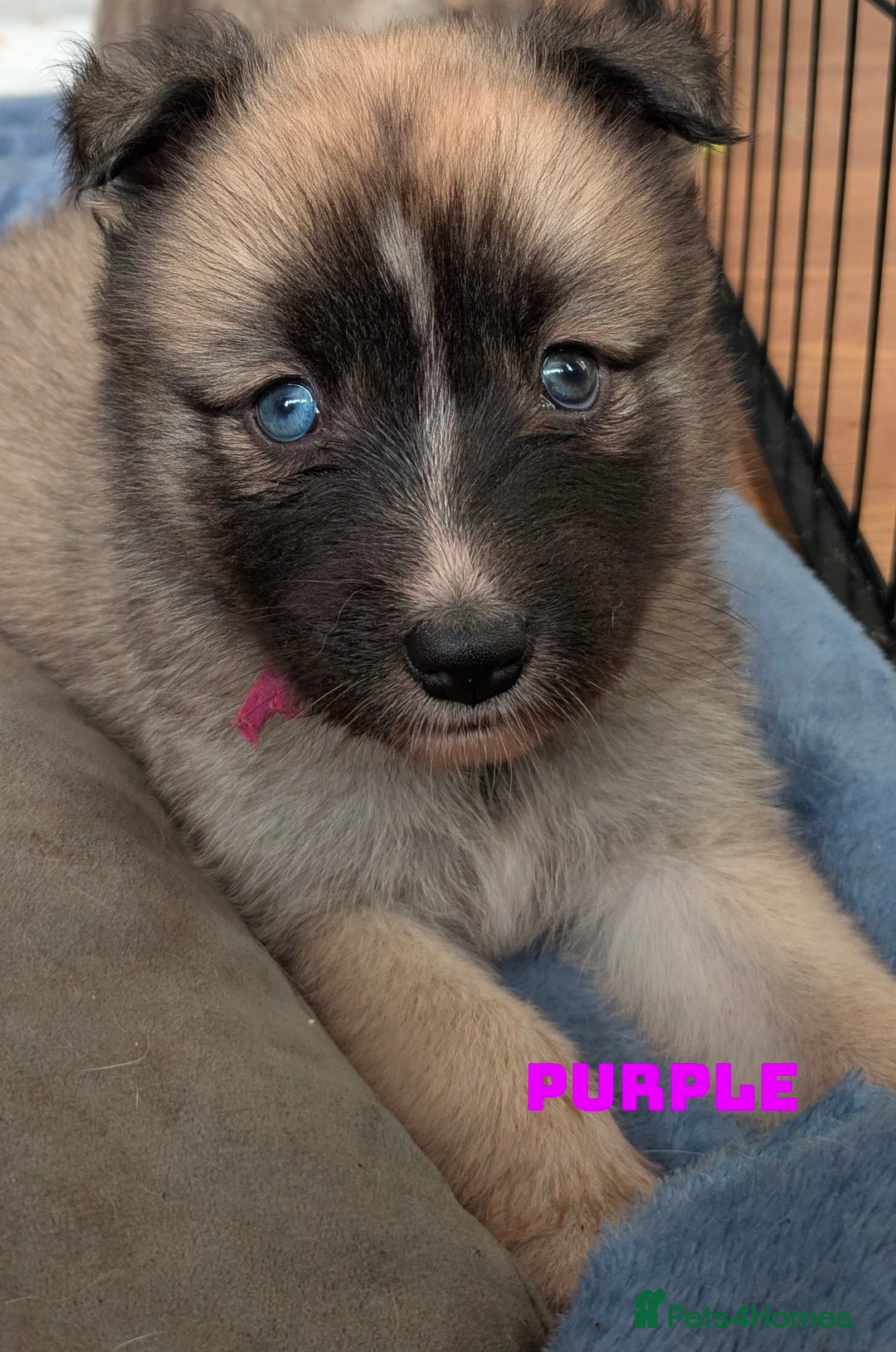 Shepsky dogs for sale: 3 Beautiful Female Bi-eyed Shepsky puppies  - Image 3