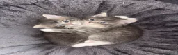 Ragdoll cats for sale: 4 Ragdoll Tabby Kittens in London - Advert 14