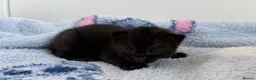 Mixed Breed cats for sale: 7 Long Haired Black Kittens - Advert 19