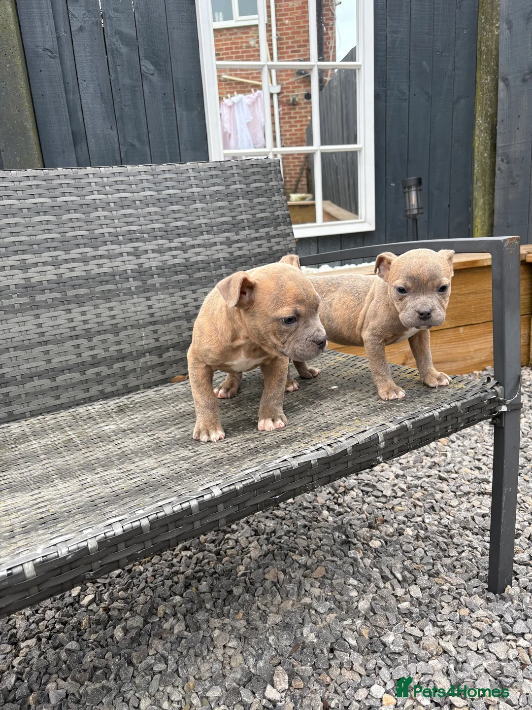 Mixed Breed dogs for sale: Olde English Bulldog pups  - Advert 9