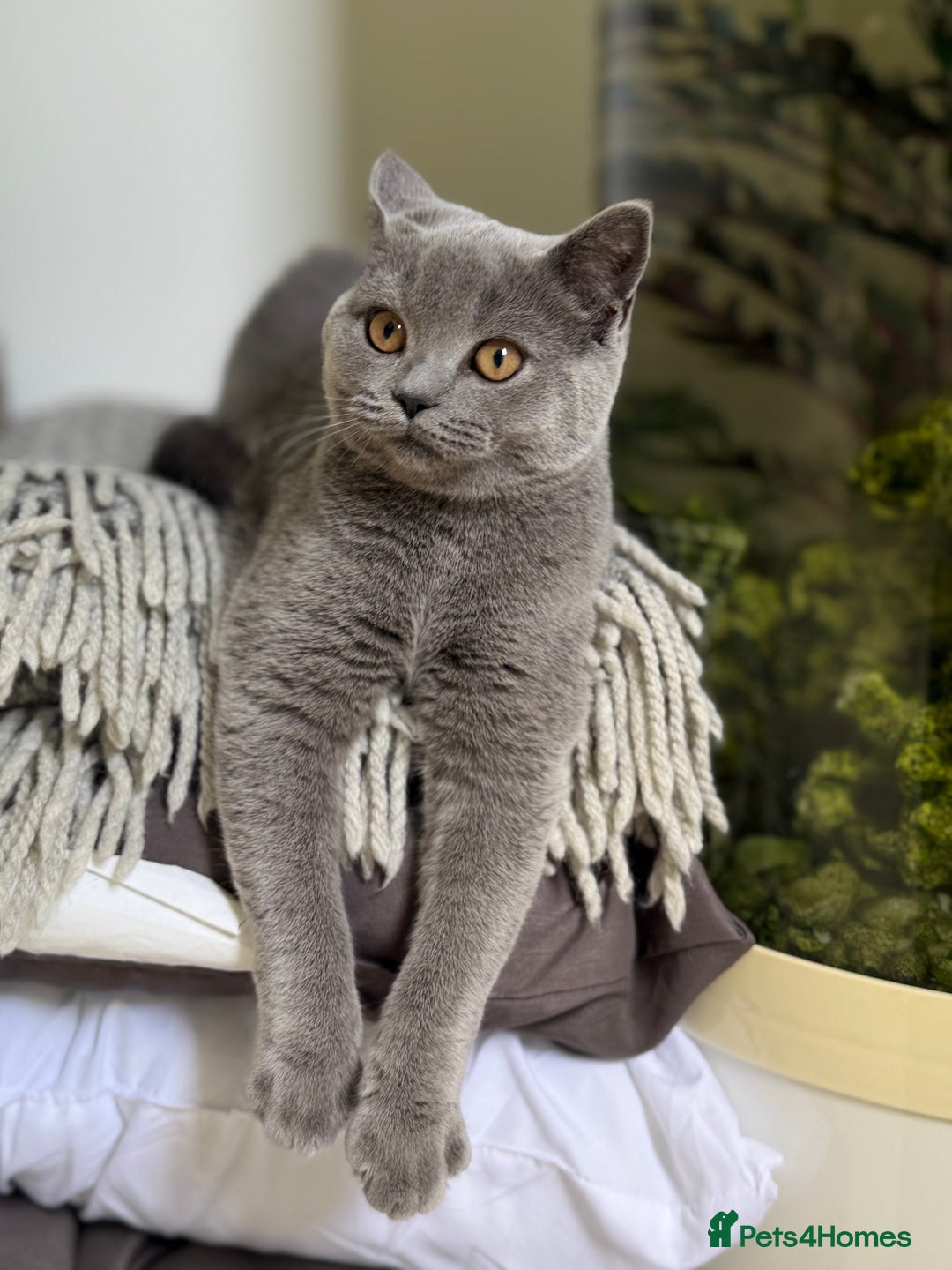Scottish Fold cats for sale: Scottish fold and straight ear kittens in Harrow - Image 39