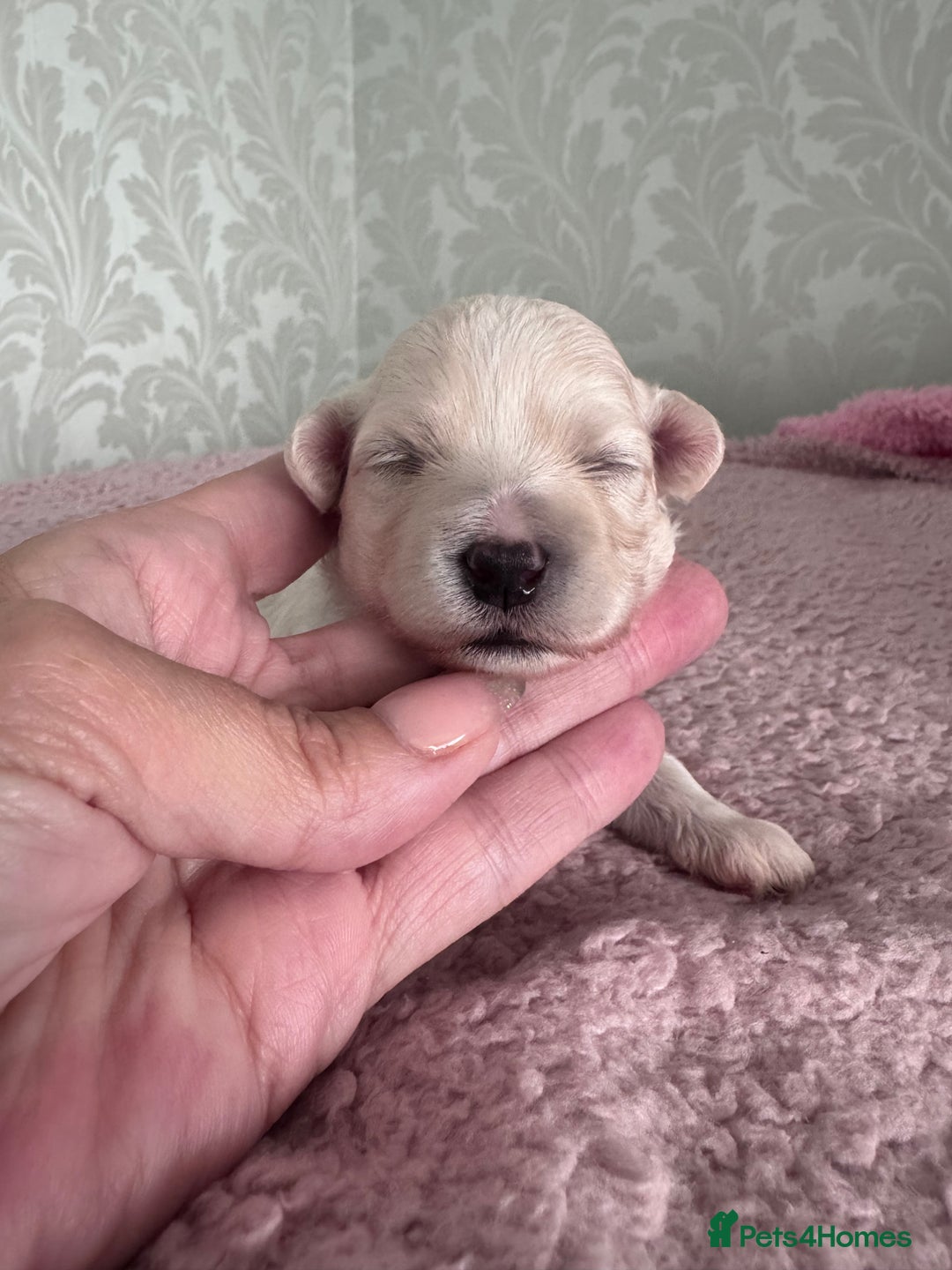 Maltipoo dogs for sale: 🐾 Maltipoo Puppies  Raised with Love DNA Clear 🐾 - Image 7