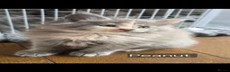 Maine Coon cats for sale: Maine coon pedigree kittens  - Advert 13