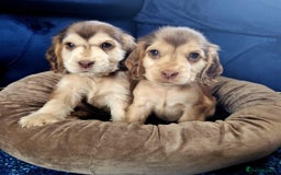 Cocker Spaniel dogs for sale: Show type cocker spaniel puppies  - Image 3