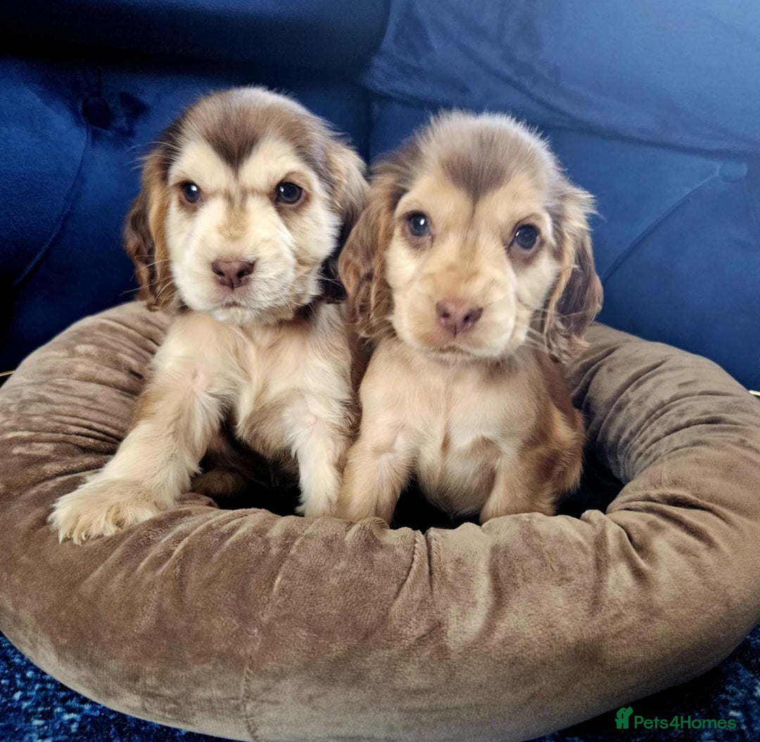 Cocker Spaniel dogs for sale: Show type cocker spaniel puppies  - Image 3