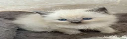 Ragdoll cats for sale: Pure Ragdoll Kittens 4 Females, 2 Males - Advert 4