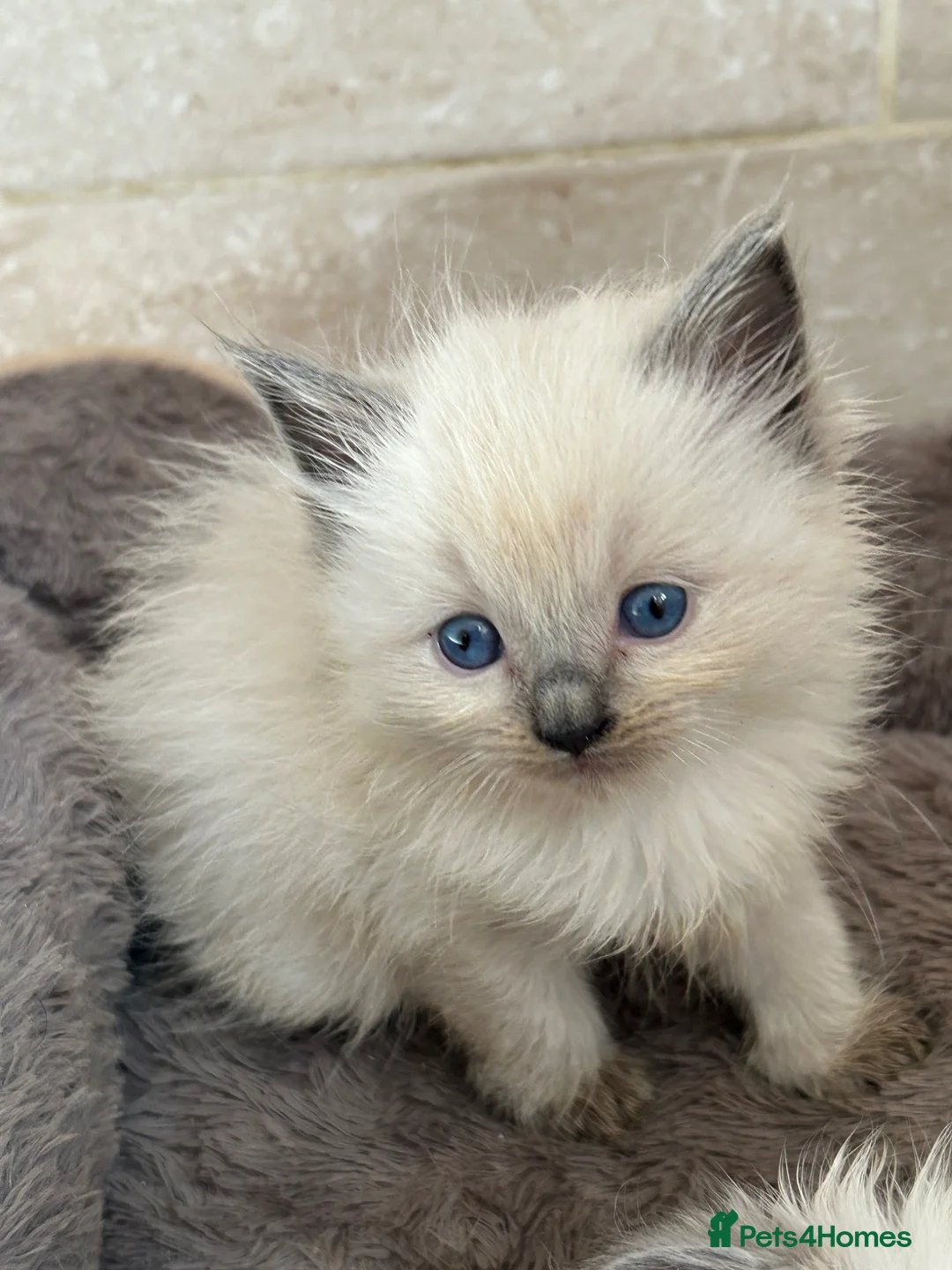 Ragdoll cats for sale: Pure Ragdoll Kittens 4 Females, 2 Males - Advert 4