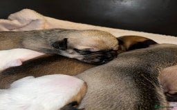 Mixed Breed dogs for sale: Bulldach Puppies - Image 7