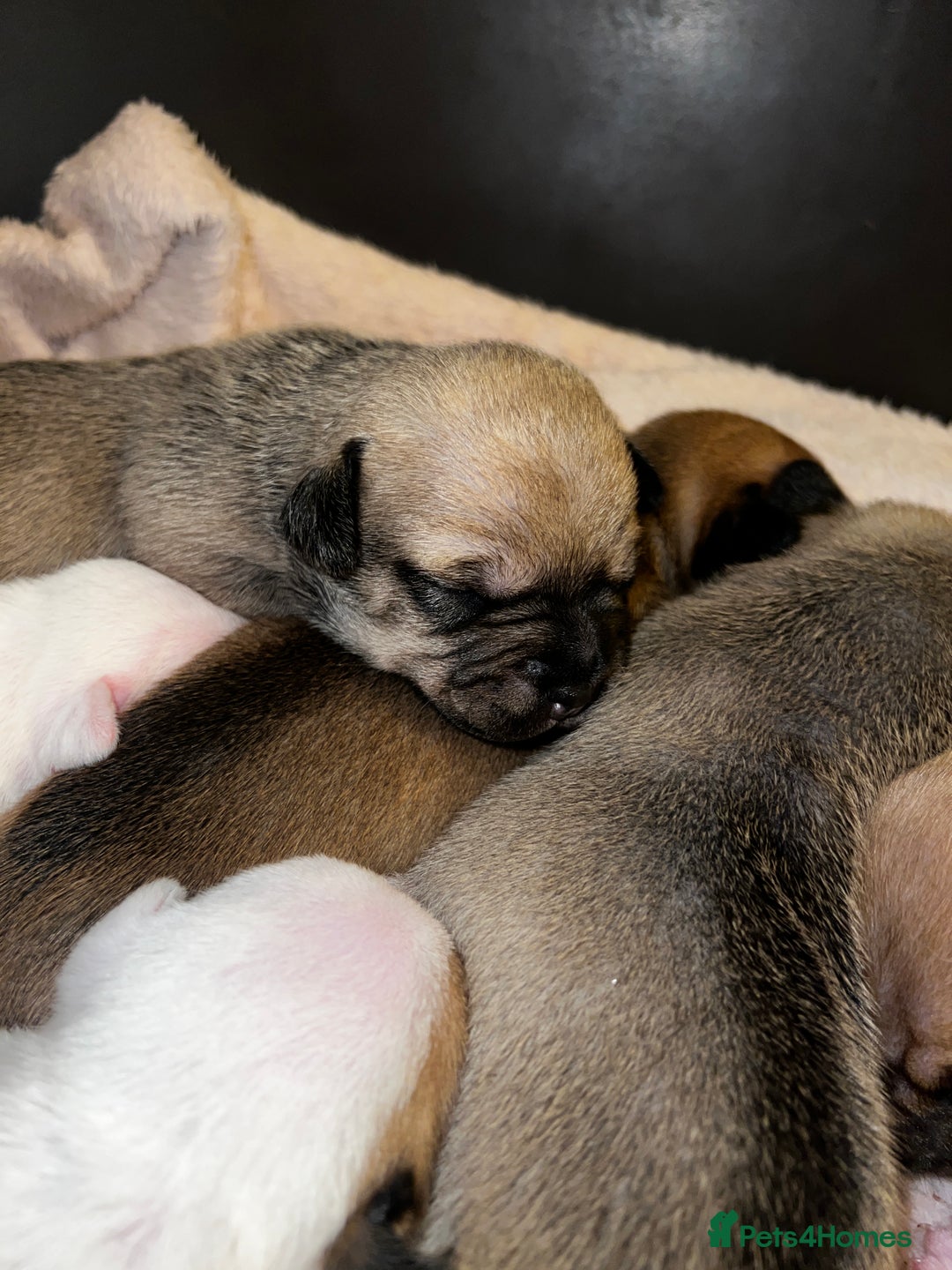 Mixed Breed dogs for sale: Bulldach Puppies - Image 7