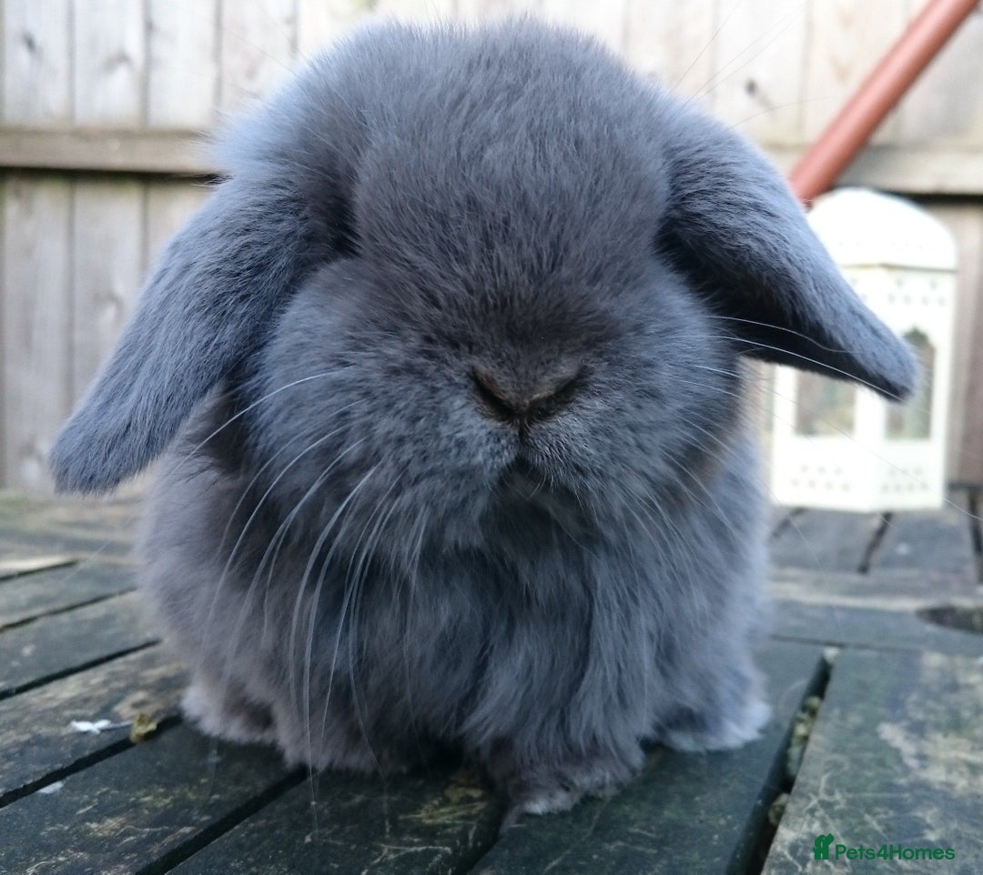 Mini Lop rabbits for sale: Stunning babies various ages vaccinated  - Advert 32