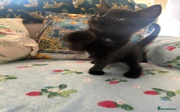 Mixed Breed cats for sale: Female kittens - Image 7