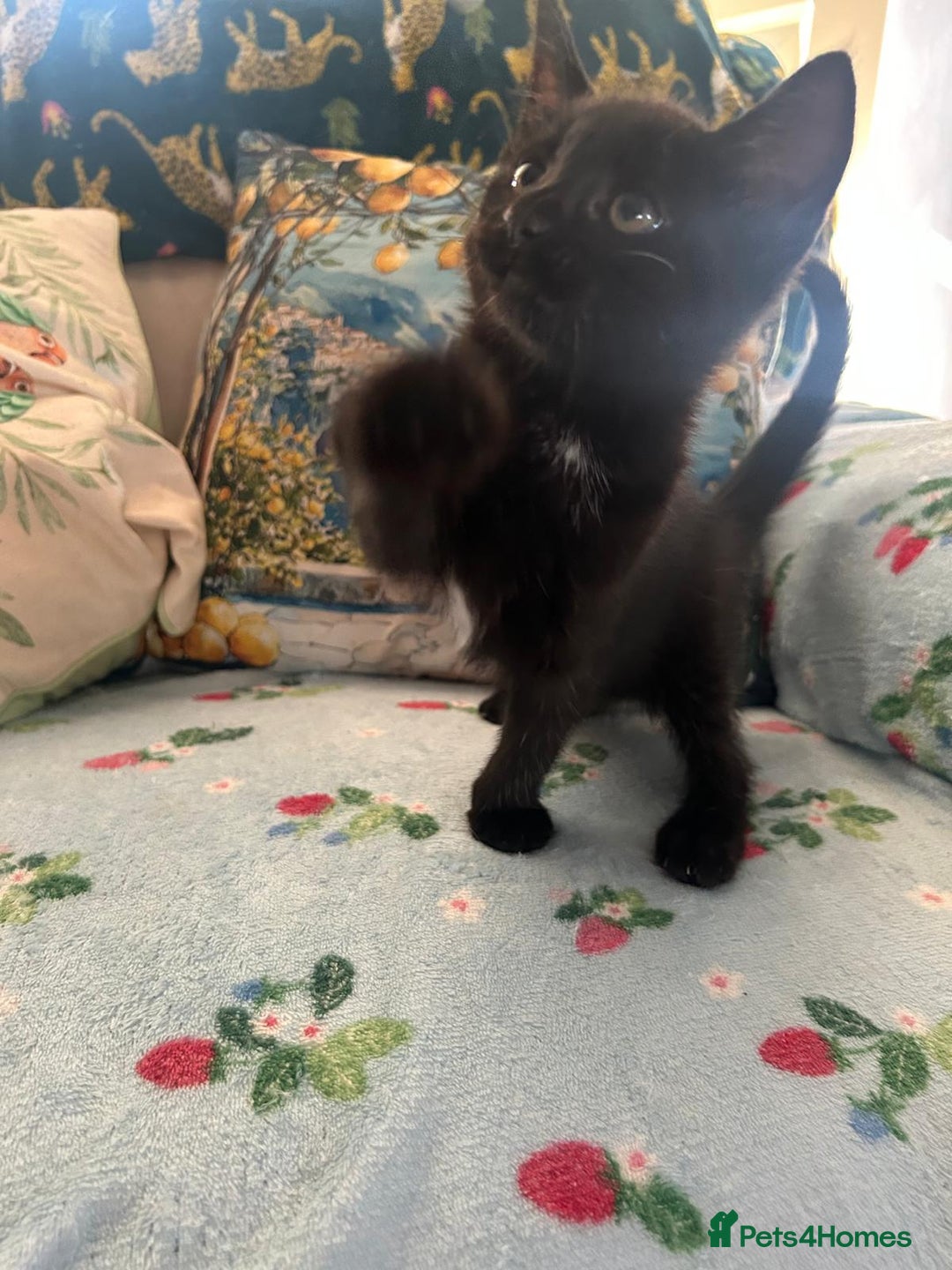 Mixed Breed cats for sale: Female kittens - Image 7