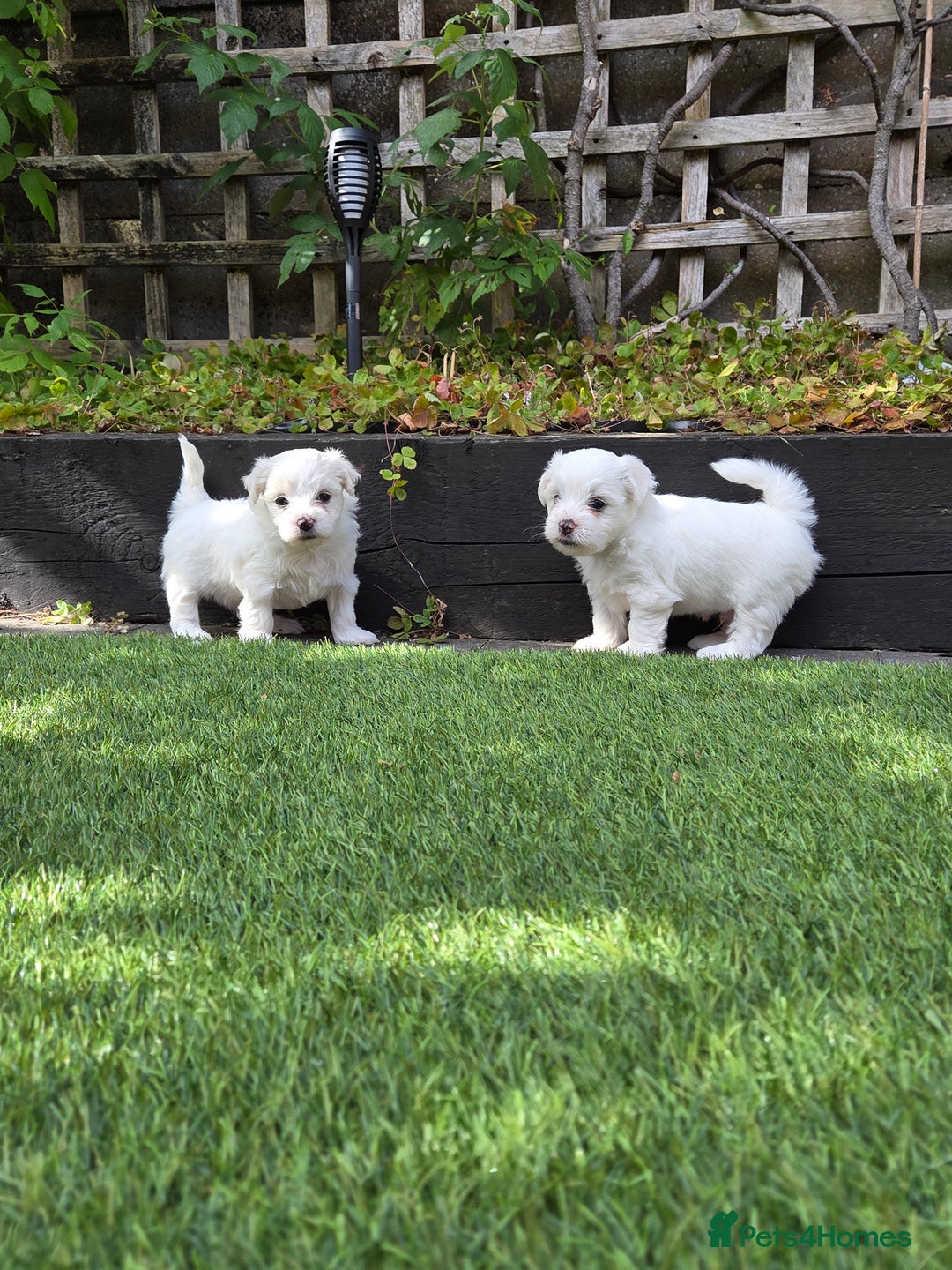 Bichon Frise dogs for sale: Bichon  - Image 6