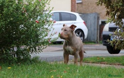 American Bully dogs for sale: GrCh Big Bounty x TIKTOK litter - Image 16