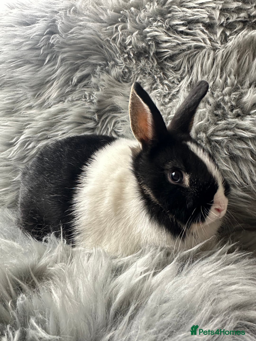 Netherland Dwarf rabbits for sale: Netherland Dwarf Rabbits For Sale - Image 6