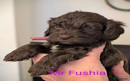 Mixed Breed dogs for sale: Beautiful Miniature Cockerdoodle pups - Image 15