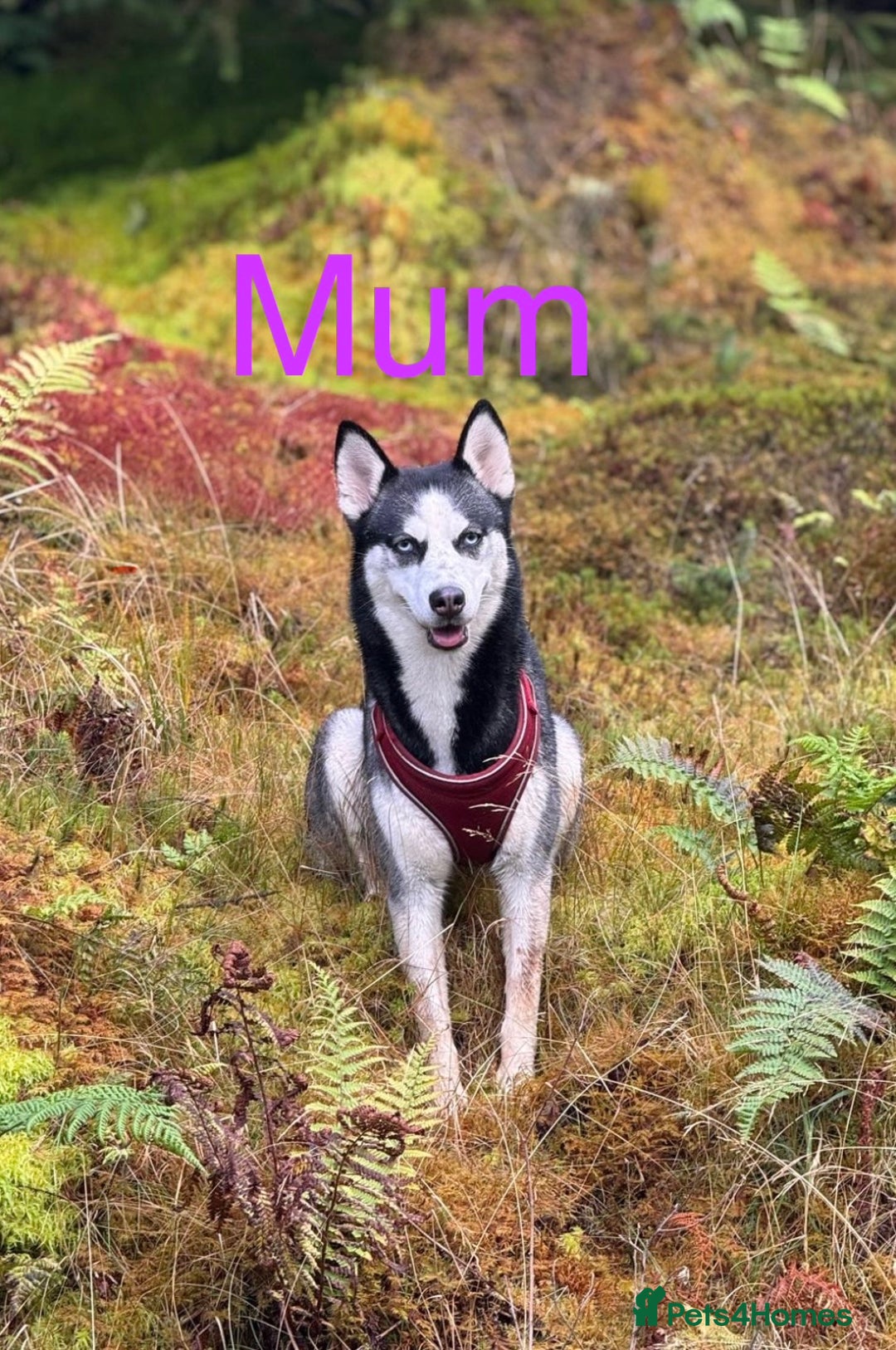 Siberian Husky dogs for sale: Siberian husky boys  - Advert 7