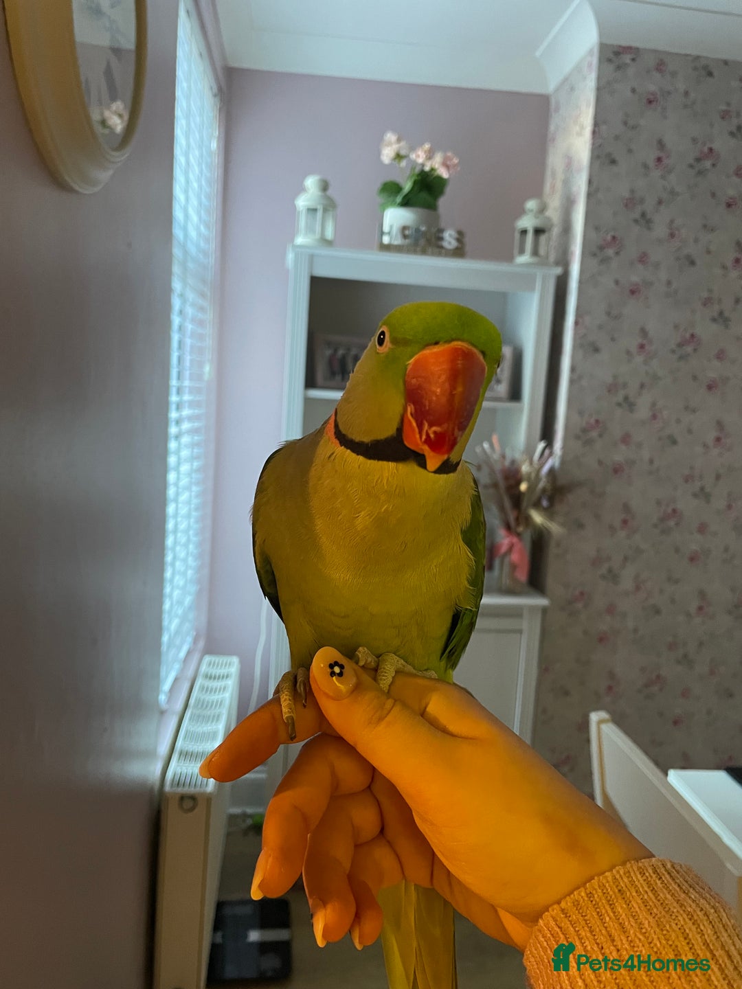 Parakeets birds for sale: Rose-ringed parakeet  - Advert 9