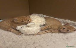 British Shorthair cats for sale: British Shorthair X kittens - Image 2