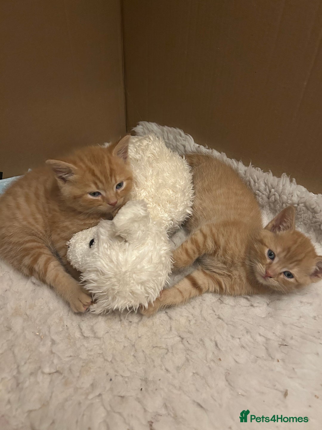 British Shorthair cats for sale: British Shorthair X kittens - Image 2
