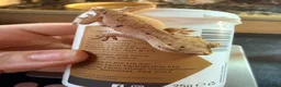 Gecko reptiles for sale: Happiny the Crested Gecko - Advert 3