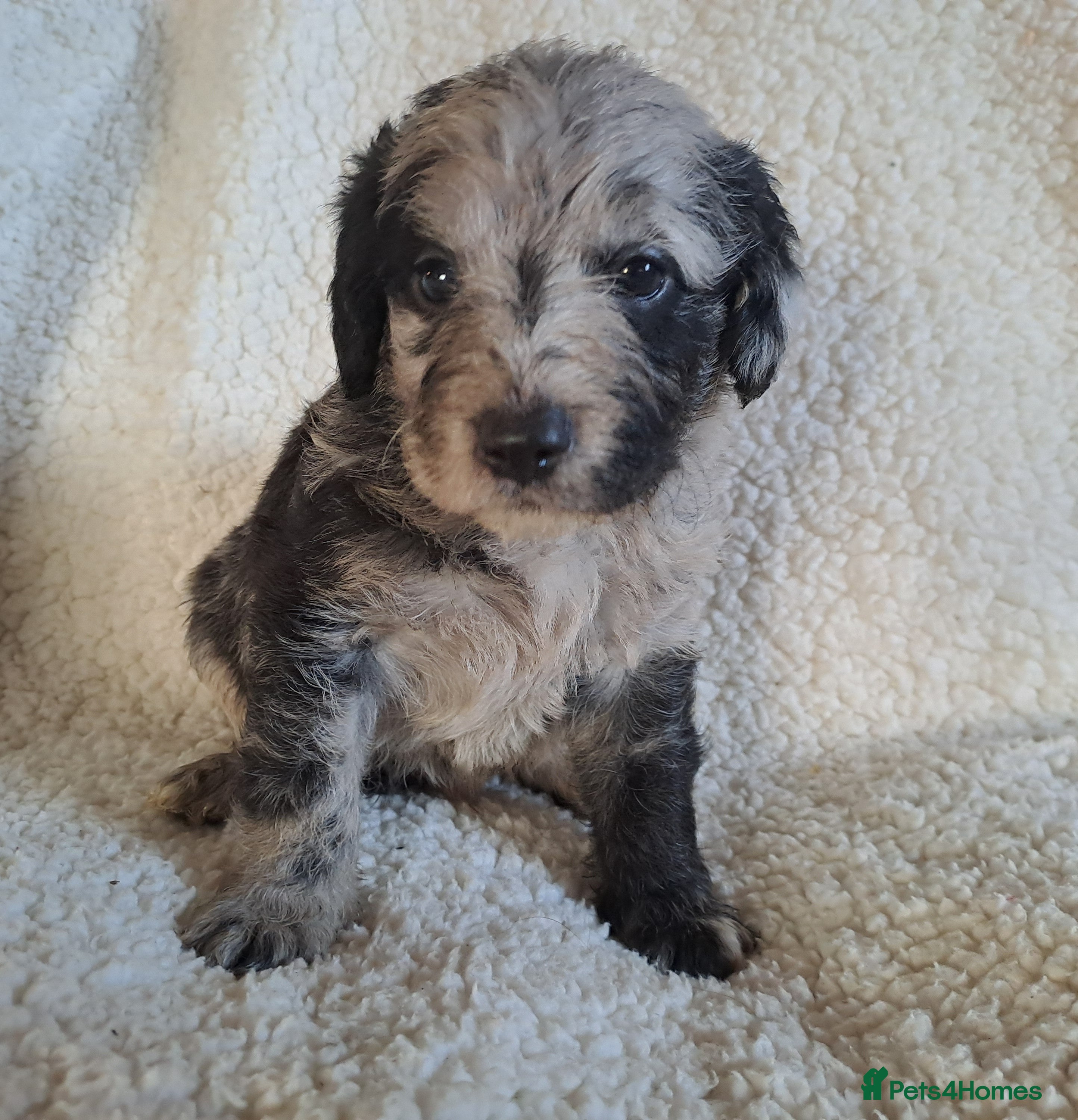 Labradoodle dogs Gorgeous Mini Labradoodle Puppies - Advert 14