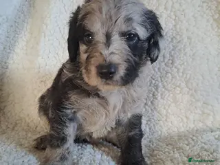 Labradoodle dogs Gorgeous Mini Labradoodle Puppies - Advert 14