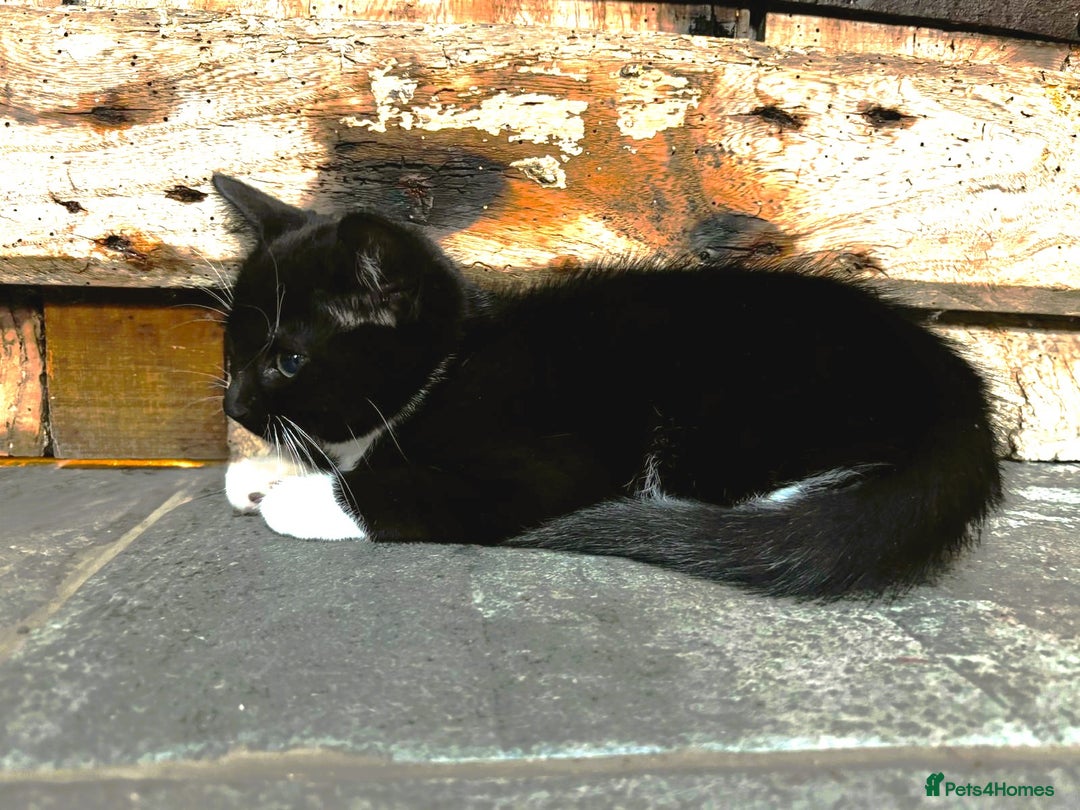 Mixed Breed cats for sale: Affectionate Farm Reared Kittens - Advert 4