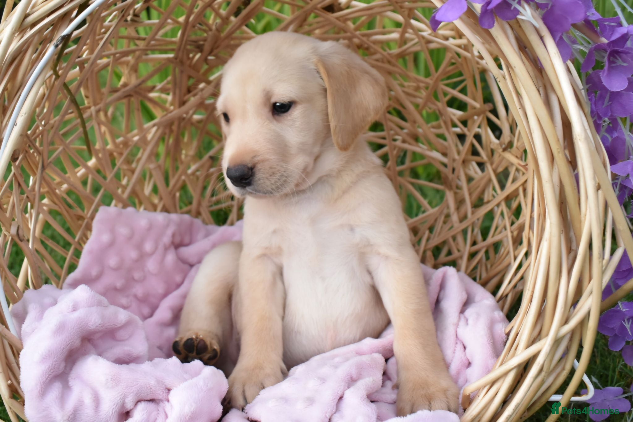Labrador Retriever dogs * Beautiful Dna clear KC reg Labrador boys* - Advert 2