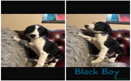 Sprollie dogs for sale: 💛Beautiful Sprollie Puppies💛 - Image 3