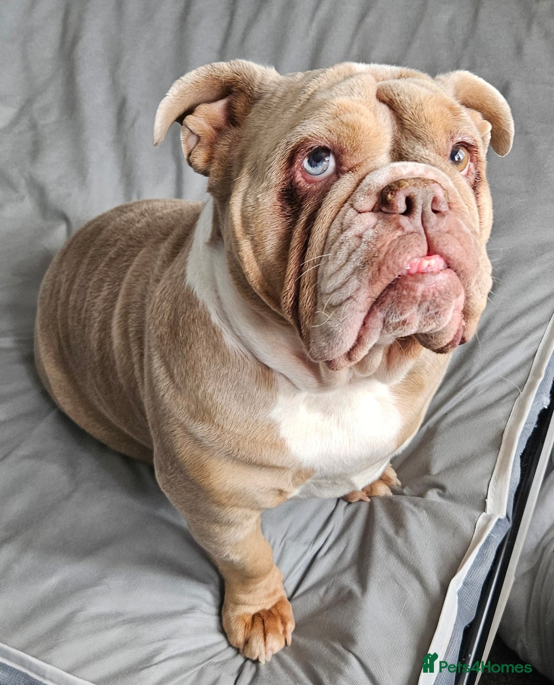 English Bulldog dogs for sale: Lilac Fawn Merle English Bulldog - Image 2