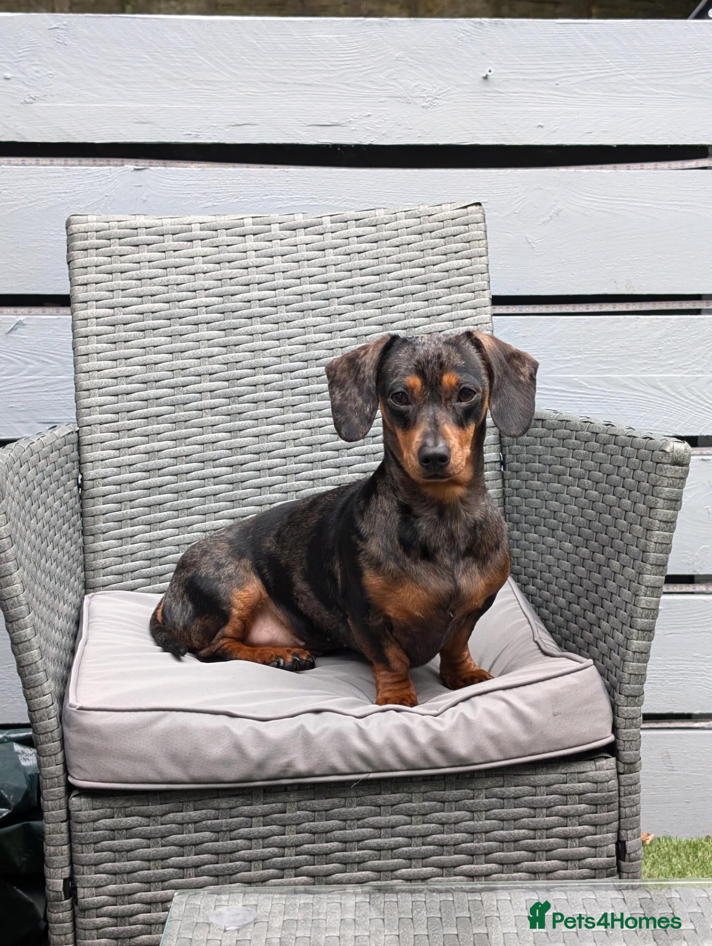 Miniature Dachshund dogs Silver dapple miniature dachshund  - Advert 1