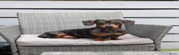 Miniature Dachshund dogs for sale: Silver dapple miniature dachshund  in Blackburn - Advert 1
