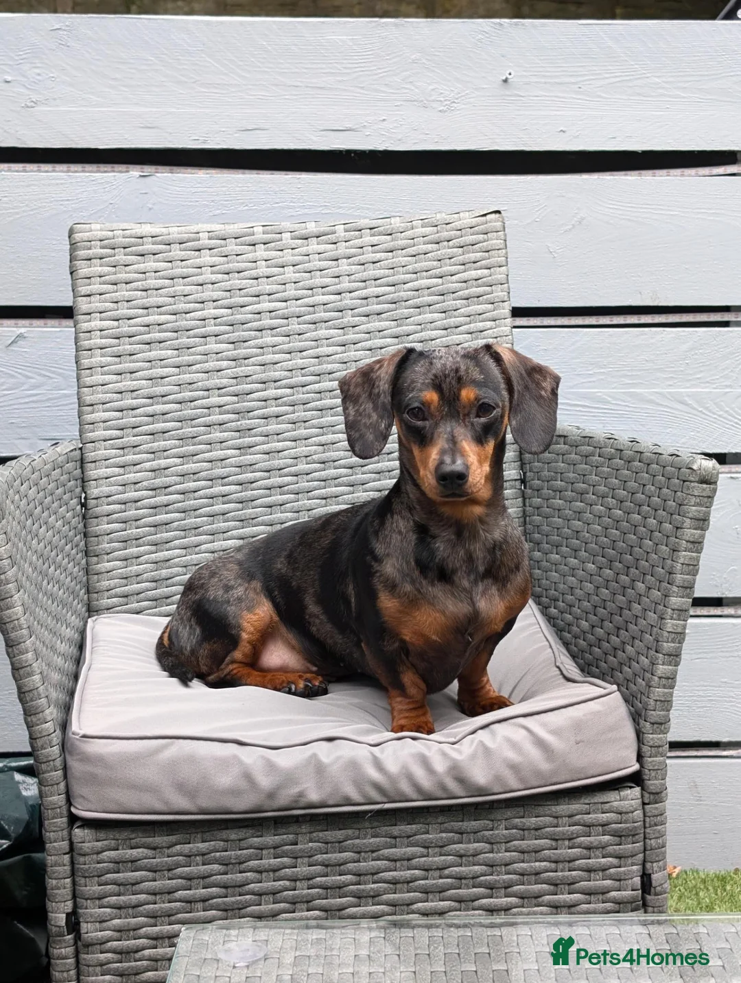 Miniature Dachshund dogs for sale: Silver dapple miniature dachshund  in Blackburn - Advert 1
