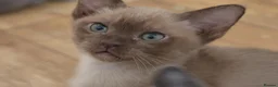 Burmese cats for sale: Affectionate Burmese boys - Advert 8