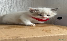 Ragdoll cats for sale: 💗 Our princess belle had 5 new kittens 💗 - Image 3