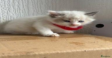 Ragdoll cats - Advert 4