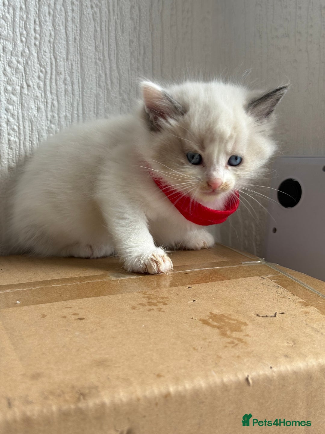 Ragdoll cats for sale: 💗 Our princess belle had 5 new kittens 💗 - Image 3