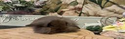 Mini Lion Lop rabbits for sale: Mini lion lop and lion head babies  - Advert 8