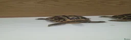 Hermann Tortoise reptiles for sale: Male and female Herman tortoise - Advert 4
