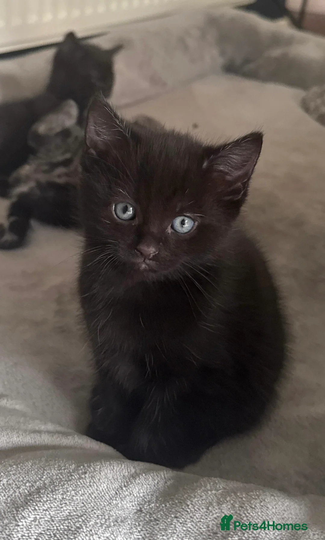 Mixed Breed cats for sale: Rehoming Nori  - Advert 2