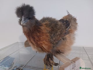 Chickens poultry Young Silkie Pullet - Advert 15