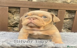 English Bulldog dogs for sale: KC REGISTERED LILAC & TAN ENGLISH BULLDOG PUPS - Image 12