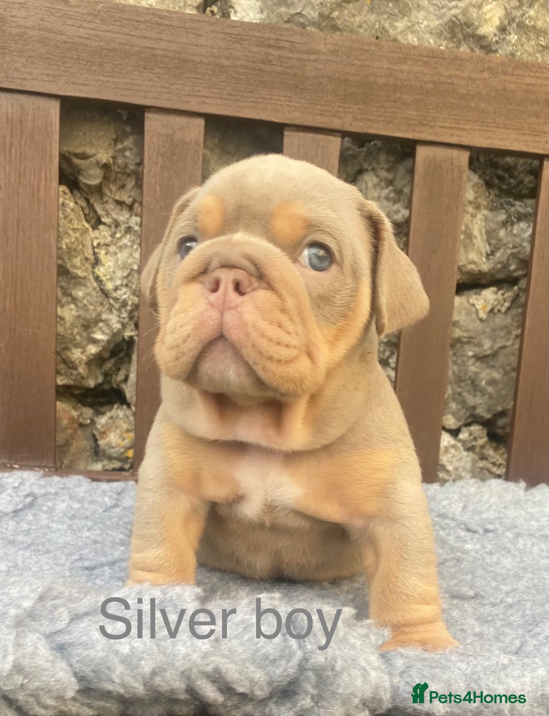 English Bulldog dogs for sale: KC REGISTERED LILAC & TAN ENGLISH BULLDOG PUPS - Image 12