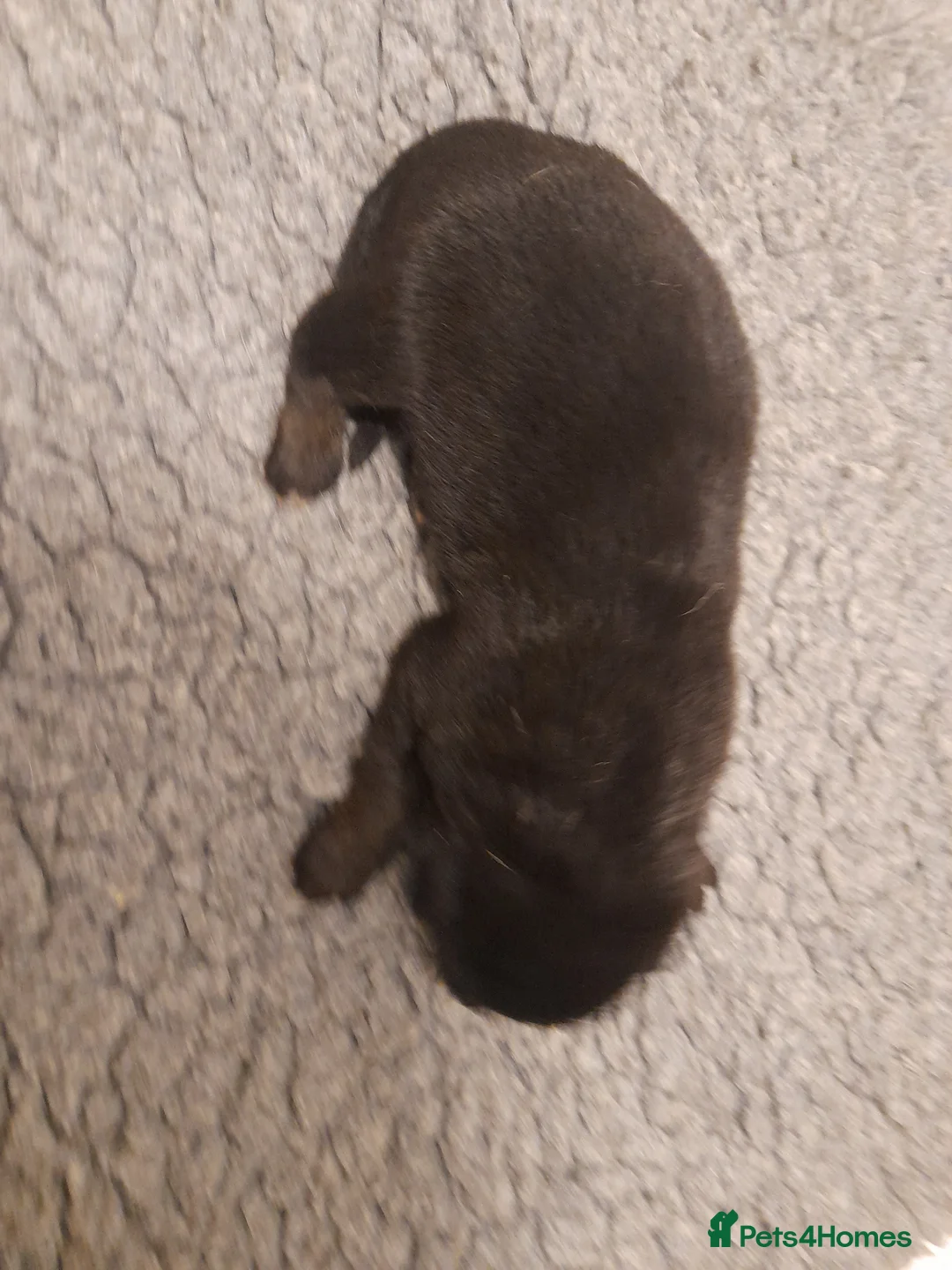 German Shepherd dogs for sale: Stunning German shepherd puppies - Advert 12