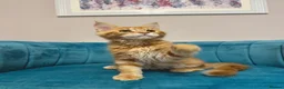 Maine Coon cats for sale: TICA Pedigree Registered Maine Coon Kittens - Advert 35