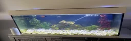 Live Bearers fish for sale: Fish tank for sale with fish - Advert 3